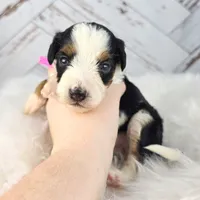 S'Mores, a female Miniature Bernedoodle and Miniature Aussiedoodle for sale in Grand Rapids, MI – Photo 6 of 10