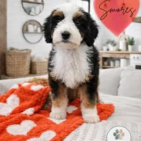 S'Mores, a female Miniature Bernedoodle and Miniature Aussiedoodle for sale in Grand Rapids, MI – Photo 1 of 10