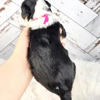 S'Mores, a female Miniature Bernedoodle and Miniature Aussiedoodle for sale in Grand Rapids, MI – Photo 7 of 10