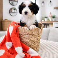 S'Mores, a female Miniature Bernedoodle and Miniature Aussiedoodle for sale in Grand Rapids, MI – Photo 8 of 10
