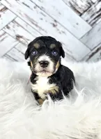 North, a female Miniature Bernedoodle and Miniature Aussiedoodle for sale in Grand Rapids, MI – Photo 4 of 9