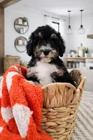 North, a female Miniature Bernedoodle and Miniature Aussiedoodle for sale in Grand Rapids, MI – Photo 9 of 9