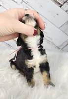 North, a female Miniature Bernedoodle and Miniature Aussiedoodle for sale in Grand Rapids, MI – Photo 3 of 9