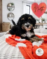 North, a female Miniature Bernedoodle and Miniature Aussiedoodle for sale in Grand Rapids, MI – Photo 1 of 9