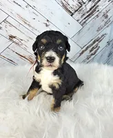 North, a female Miniature Bernedoodle and Miniature Aussiedoodle for sale in Grand Rapids, MI – Photo 6 of 9