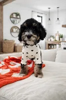 North, a female Miniature Bernedoodle and Miniature Aussiedoodle for sale in Grand Rapids, MI – Photo 8 of 9