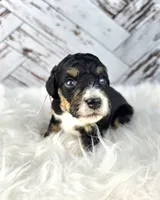 North, a female Miniature Bernedoodle and Miniature Aussiedoodle for sale in Grand Rapids, MI – Photo 7 of 9