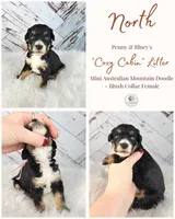 North, a female Miniature Bernedoodle and Miniature Aussiedoodle for sale in Grand Rapids, MI – Photo 2 of 9