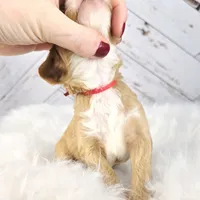 Moose, a male Miniature Bernedoodle and Miniature Aussiedoodle for sale in Grand Rapids, MI – Photo 6 of 9