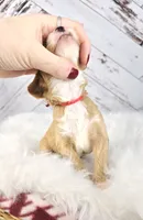 processed/1359d0c6-9e36-434a-a6be-056c10572152/listing/3fec24c4-39d2-488e-bafe-b420d806ee50/0c2a5418-50dc-48bf-89d8-5e4f8b2e085d