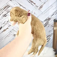 Moose, a male Miniature Bernedoodle and Miniature Aussiedoodle for sale in Grand Rapids, MI – Photo 8 of 9