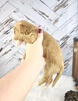 processed/1359d0c6-9e36-434a-a6be-056c10572152/listing/3fec24c4-39d2-488e-bafe-b420d806ee50/237c6945-6ed1-4706-b44f-100b850f650f