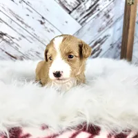 Moose, a male Miniature Bernedoodle and Miniature Aussiedoodle for sale in Grand Rapids, MI – Photo 3 of 9