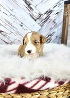 processed/1359d0c6-9e36-434a-a6be-056c10572152/listing/3fec24c4-39d2-488e-bafe-b420d806ee50/255ace6f-e7f4-4520-8230-f18c8a100cd6