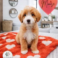 Moose, a male Miniature Bernedoodle and Miniature Aussiedoodle for sale in Grand Rapids, MI – Photo 1 of 9