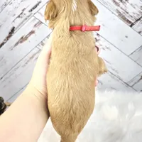 Moose, a male Miniature Bernedoodle and Miniature Aussiedoodle for sale in Grand Rapids, MI – Photo 7 of 9