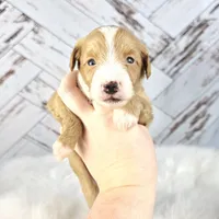 Moose, a male Miniature Bernedoodle and Miniature Aussiedoodle for sale in Grand Rapids, MI – Photo 5 of 9