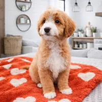 Moose, a male Miniature Bernedoodle and Miniature Aussiedoodle for sale in Grand Rapids, MI – Photo 9 of 9