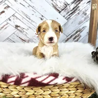 Moose, a male Miniature Bernedoodle and Miniature Aussiedoodle for sale in Grand Rapids, MI – Photo 4 of 9