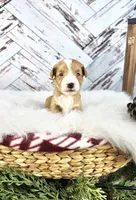 processed/1359d0c6-9e36-434a-a6be-056c10572152/listing/3fec24c4-39d2-488e-bafe-b420d806ee50/d5275320-112a-4a01-936f-fe78d3a36940