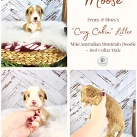 Moose, a male Miniature Bernedoodle and Miniature Aussiedoodle for sale in Grand Rapids, MI – Photo 2 of 9