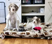Blue Male, a male Wirehaired Pointing Griffon and Poodle - Miniature  for sale in Grand Rapids, MI – Photo 4 of 4