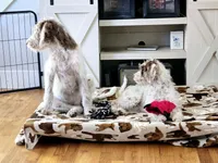 Blue Male, a male Wirehaired Pointing Griffon and Poodle - Miniature  for sale in Grand Rapids, MI – Photo 3 of 4