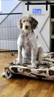 Blue Male, a male Wirehaired Pointing Griffon and Poodle - Miniature  for sale in Grand Rapids, MI – Photo 1 of 4