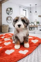 processed/1359d0c6-9e36-434a-a6be-056c10572152/listing/a30d8f54-ef2e-4a0b-9656-fd121a5fc0d6/1924c0c5-fc79-4d8a-8a43-3e56ef7833a3