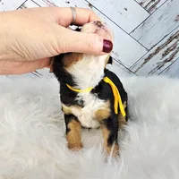 Fern, a female Miniature Bernedoodle and Miniature Aussiedoodle for sale in Grand Rapids, MI – Photo 2 of 9