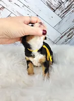 Fern, a female Miniature Bernedoodle and Miniature Aussiedoodle for sale in Grand Rapids, MI – Photo 2 of 9