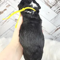 Fern, a female Miniature Bernedoodle and Miniature Aussiedoodle for sale in Grand Rapids, MI – Photo 7 of 9