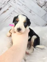 Fern, a female Miniature Bernedoodle and Miniature Aussiedoodle for sale in Grand Rapids, MI – Photo 9 of 9