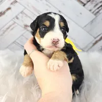 Fern, a female Miniature Bernedoodle and Miniature Aussiedoodle for sale in Grand Rapids, MI – Photo 3 of 9