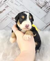 Fern, a female Miniature Bernedoodle and Miniature Aussiedoodle for sale in Grand Rapids, MI – Photo 3 of 9