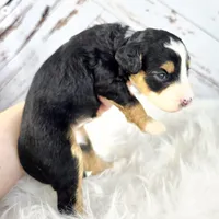 Fern, a female Miniature Bernedoodle and Miniature Aussiedoodle for sale in Grand Rapids, MI – Photo 4 of 9