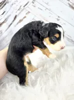 Fern, a female Miniature Bernedoodle and Miniature Aussiedoodle for sale in Grand Rapids, MI – Photo 4 of 9