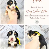 Fern, a female Miniature Bernedoodle and Miniature Aussiedoodle for sale in Grand Rapids, MI – Photo 1 of 9