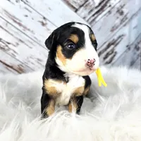 Fern, a female Miniature Bernedoodle and Miniature Aussiedoodle for sale in Grand Rapids, MI – Photo 6 of 9