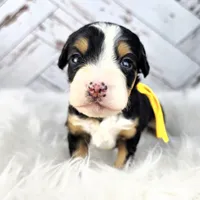 Fern, a female Miniature Bernedoodle and Miniature Aussiedoodle for sale in Grand Rapids, MI – Photo 8 of 9