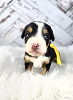 Fern, a female Miniature Bernedoodle and Miniature Aussiedoodle for sale in Grand Rapids, MI – Photo 8 of 9