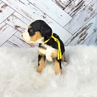 Fern, a female Miniature Bernedoodle and Miniature Aussiedoodle for sale in Grand Rapids, MI – Photo 5 of 9