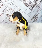 Fern, a female Miniature Bernedoodle and Miniature Aussiedoodle for sale in Grand Rapids, MI – Photo 5 of 9