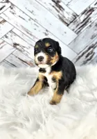 processed/1359d0c6-9e36-434a-a6be-056c10572152/listing/b96a5821-3a84-4ff0-ae59-0b42cef6a243/0f9a9f25-570d-42c1-aebb-17c075f5b612