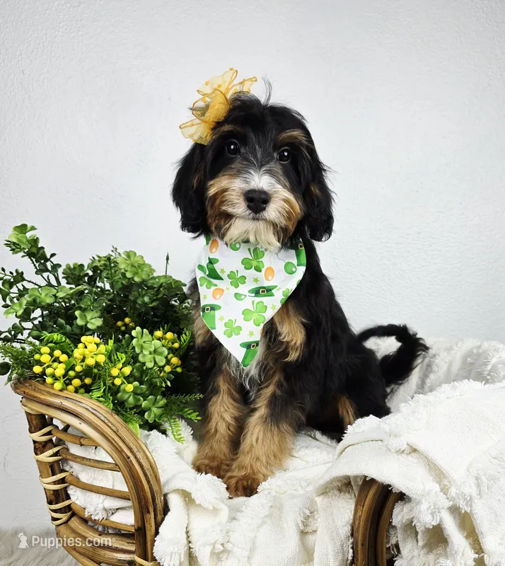 Oakley, a female Miniature Bernedoodle and Miniature Aussiedoodle for sale in Grand Rapids, MI – Photo 1 of 1