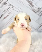 processed/1359d0c6-9e36-434a-a6be-056c10572152/listing/c58a0dcb-cbd3-485f-ba54-d51c85410fb1/40316dcb-6281-4e47-8800-86f783b89e1a