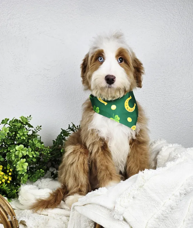 Cedar – Miniature Bernedoodle, Miniature Aussiedoodle puppy for sale in Grand Rapids, MI