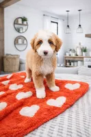 processed/1359d0c6-9e36-434a-a6be-056c10572152/listing/c58a0dcb-cbd3-485f-ba54-d51c85410fb1/8b3f9f25-d40c-44f5-b887-debcae906885