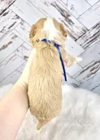 processed/1359d0c6-9e36-434a-a6be-056c10572152/listing/c58a0dcb-cbd3-485f-ba54-d51c85410fb1/ffe51e74-df9e-47e6-8f09-f63ab12f09c8