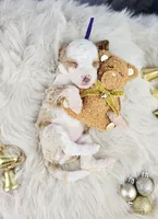 processed/1359d0c6-9e36-434a-a6be-056c10572152/listing/d6dd52b2-73c6-448c-8b94-66a8e152d71f/4c1f0044-c2be-4ac5-aae4-e370a38765f4